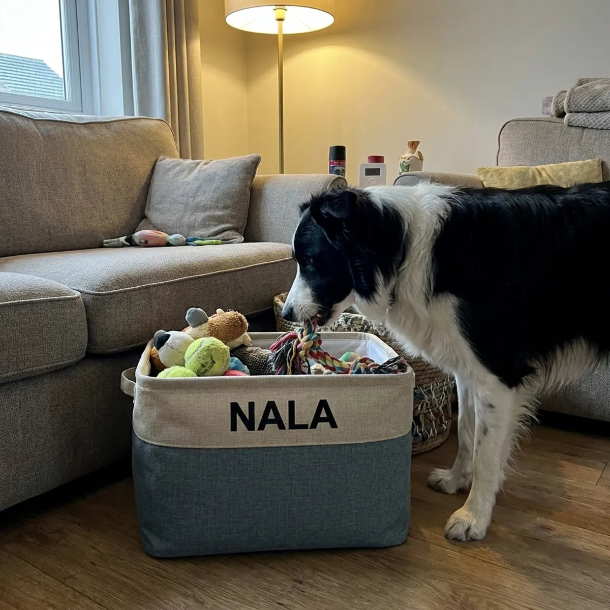 Border collie qui sort un jouet de son coffre gris bleu à son nom