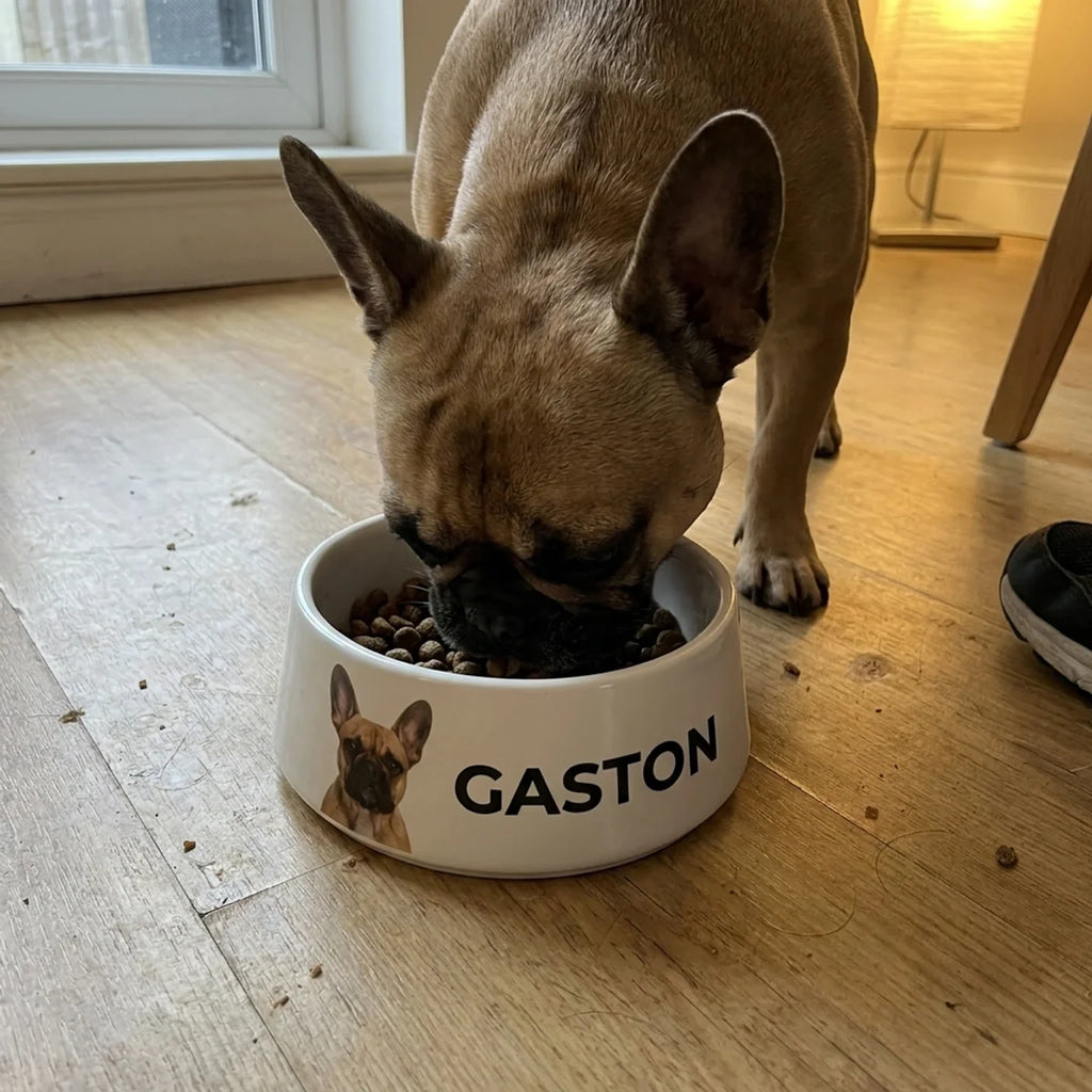 Bouledogue français qui mange dans sa petite gamelle personnalisée