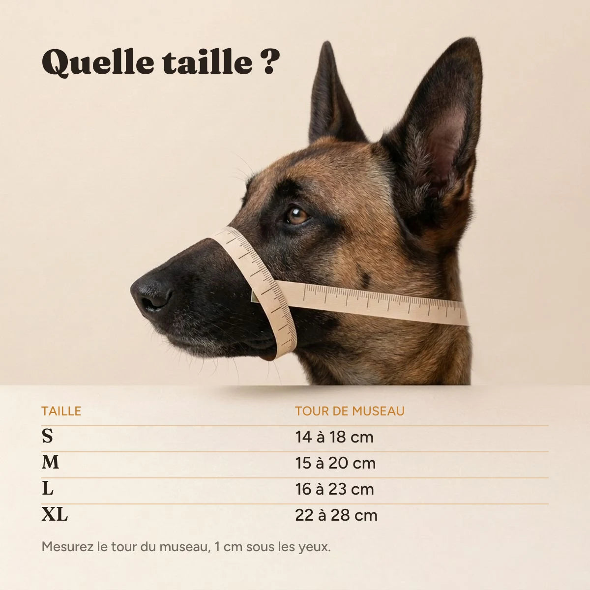 Guide des tailles de la muselière selon le tour de museau, du S au XL