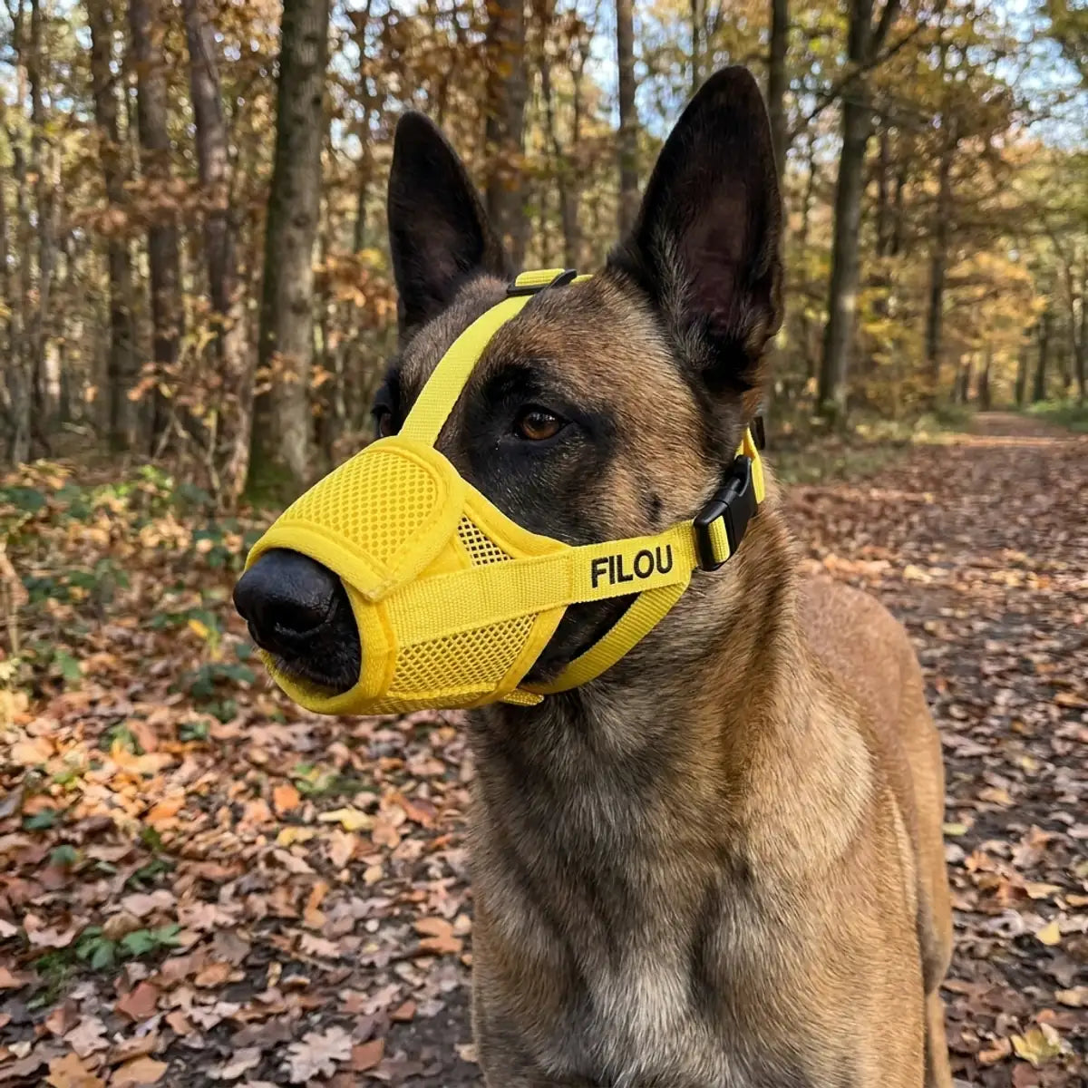 Malinois portant sa muselière jaune brodée à son prénom en forêt