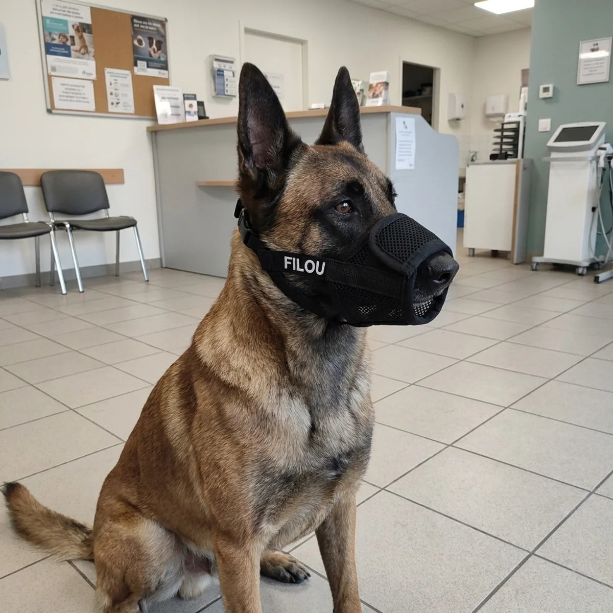 Malinois avec muselière noire brodée en blanc chez le vétérinaire